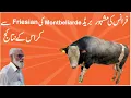 Characteristics of Montbeliarde Breed Results of Montbeliarde and Friesian Cross