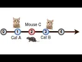 Cats and a Mouse HackerRank Solution Explained in Hindi coding4u