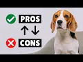 Beagle Dog PROS And CONS The GOOD And The BAD