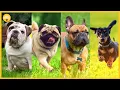 Goodbye bulldogs Lawsuit targets popular dog breeding standards