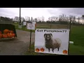 Got pumpkins Some sheep in Delhi Charter Township want them