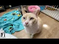 The Truth About FIV in Cats Can They Live a Normal Life