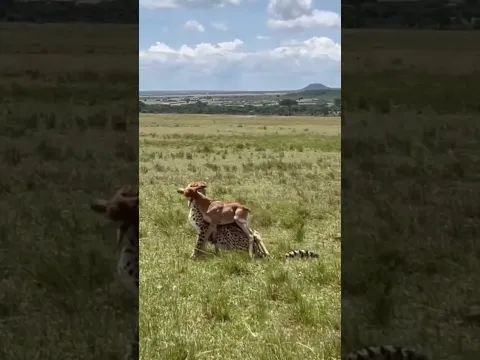 Cheetah with a successful hunt of a topi's calf
