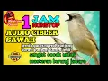 Download Lagu Masteran paling di cari | audio ciblek sawah ngerol panjang tanpa jeda