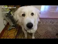 Great Pyrenees at 1 year What to expect