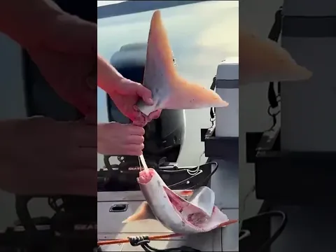 É assim que é feito o Caviar #curiosidades