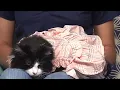 Adoptable pets at Houston Humane Society