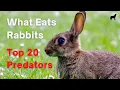 What Eats Rabbits The List of What Hunts and Eats Rabbits