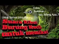 Download Lagu Suara Ribut Burung Kecil untuk memikat