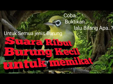 Download MP3 Suara Ribut Burung Kecil untuk memikat