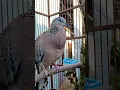 DERUK TANPA KUK GACOR LANTANG #shorts #shortsfeed #shortvideo #burung #derkuku #tekukur