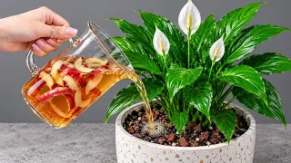1 Cup Per Week! What Happened to My Peace Lily After 30 Days Shocked Me