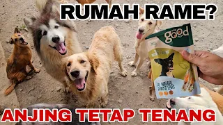 Tips Agar Anjing Tetap Tenang Saat Rumah Banyak Tamu (Tanpa Over Excited)