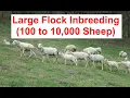 How To Reduce Inbreeding in a Large Flock 100 to 10 000 of St Croix Sheep