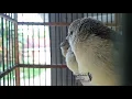Download Lagu Suara Anakan Burung Mantenan Kecil