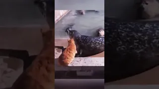  لقطة بريئة قلبت لموقف عمره ما هيتنسي      دندنها