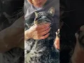 Download Lagu Morning Moments with My Cat Kō-chan 🐾 　（こーちゃんとの朝のひととき）