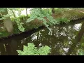 Download Lagu Relaxen in de nederlandse natuur