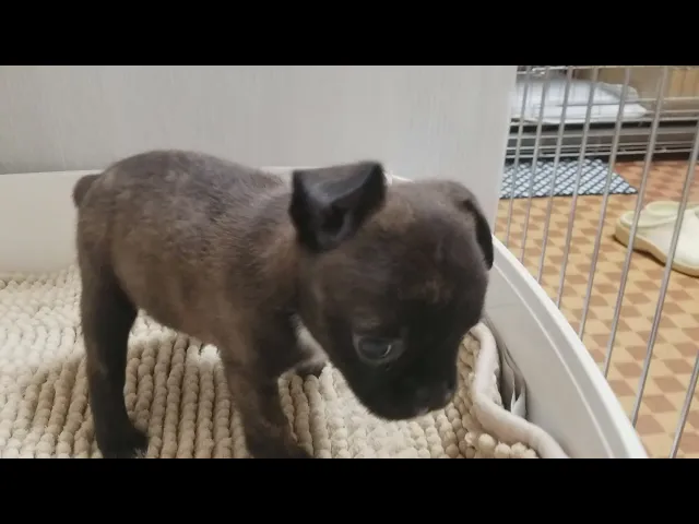 動画