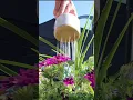 Download Lagu Worlds Best Watering Can