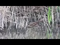 Download Lagu Geluid van een waterral / Sound of a water rail (Rallus aquaticus)