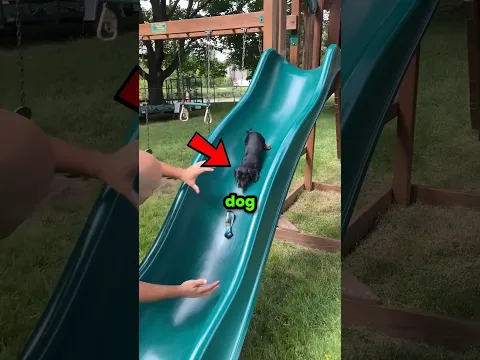 Never Bring Your Dog To The Park 🐕