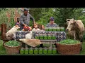 Download Lagu Harvesting, Cooking \u0026 Marinating Green Beans — Village Style 🌿🫘🏡