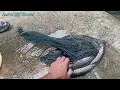 #EP1394 Casting Haruan dan Mancing Belut | Catch and Cook