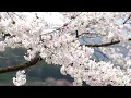 木綿のハンカチーフ　ー稲垣潤一 & 太田裕美ー