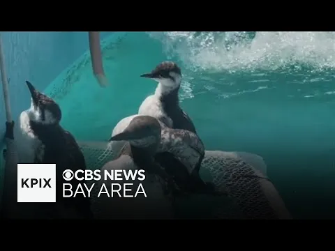 Wildlife rescuers rush to save sea birds dying from effects of warming ocean