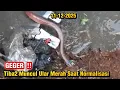 Lagu GEGER  ‼️Tiba-tiba Muncul Ular Merah Saat Normalisasi Kali Baru