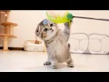 Download Lagu This kitten was so cute when it meows loudly when it found something suspicious!