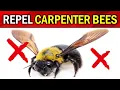 How to Get Rid of Carpenter Bees Naturally 8 EASY WAYS TO ERADICATE CARPENTER BEE S