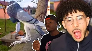 HUMANITY CHANGED THIS ANIMAL FOR WORSE Casual Geographic Reaction