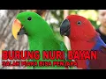 BURUNG NURI BAYAN - SALAH PIARA BISA KENA PENJARA