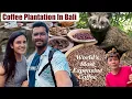 Worlds most expensive coffee | Luwak Coffee | Coffee Plantation In Bali