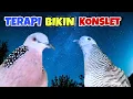 Download Lagu Perkutut Lokal Gacor Vs Tekukur Gayer Suara Bening. Pancingan Paling Ditunggu