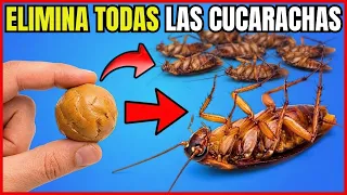 El mas efectivo veneno casero para eliminar todas las cucarachas | Gio de la Rosa