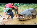 Download Lagu Catching Monster Catfish \u0026 Giant Carp by Hand in the Rice Field to Sell at the Fish Market