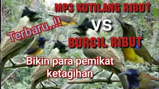 suara pikat kutilang ribut vs burcil ribut paling jitu