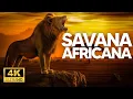 Download Lagu SAVANA AFRICANA | Caçadores e Presas no Coração Selvagem da África - Documentário