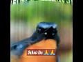 Download Lagu suara burung sulingan gunung cocok buat mikat di hutan