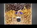 All-in-one manure based mushroom Super Grow Bags