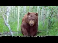 Download Lagu Browning Trail Cameras - Huge Bear Walks By Trail Camera