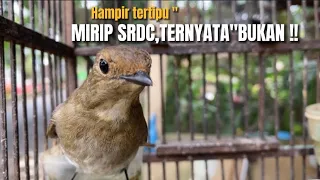 Download BEDA TIPIS‼️JIKA KURANG TELITI,PASTI KETIPU DENGAN TAMPILAN FISIKNYA‼️@KangarifPantau MP3