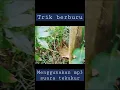 Download Lagu trik berburu tekukur menggunakan MP3 suara tekukur