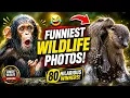 80 Funniest Animals Caught On Camera 10 Years Of Comedy Wildlife Awards