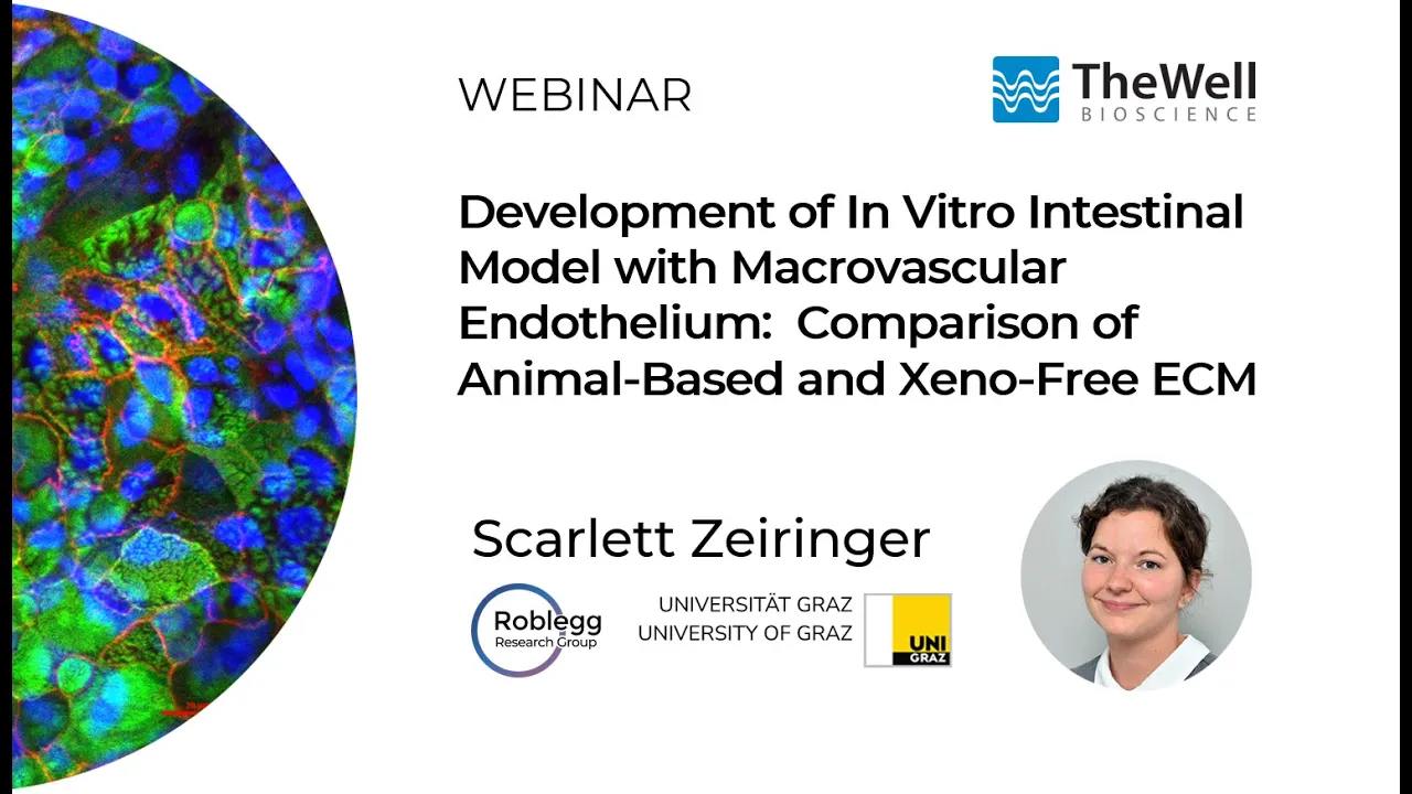 In Vitro Intestinal Model With Macrovascular Endothelium Comparison of Animal-based ECM and VitroGel