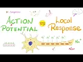 Action Potential vs Local Response Comparison Nerve Physiology