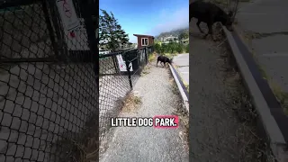 #fyp #dream #doberman #pets #youtube